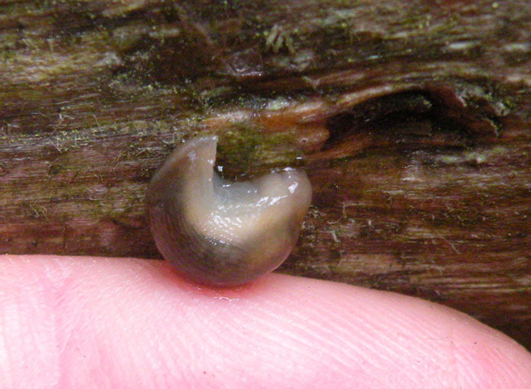 Lumache trentine 3: Deroceras sp?
